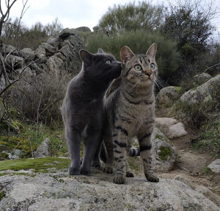 Gema Crespo Veterinaria Integrativa Terapia Felina